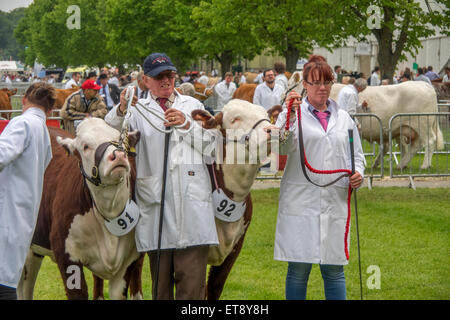 Malvern, Worcestershire, UK. Freitag, 12. Juni 2015.  Hereford-Rinder beurteilt bei Royal drei Grafschaften zeigen Credit: Ian Thwaites/Alamy Live News Stockfoto