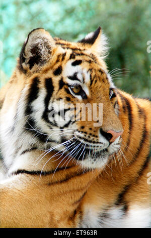 Bengal Tiger Stockfoto