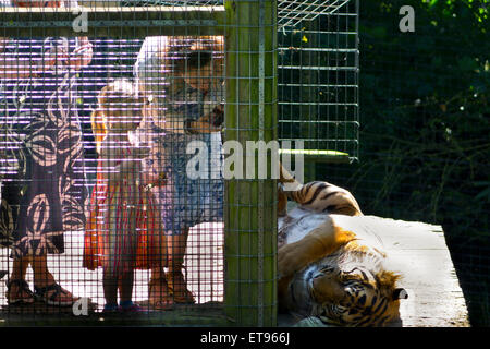 Gefangenschaft Tiger im Käfig mit Besucher schauen Kinder Familie Stockfoto