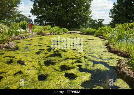 Algenblüte ersticken einen Gartenteich. Stockfoto