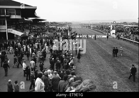 Die Pferde für die täglichen Spiegel Womens Race sind Parade vor der Tribüne in Redcar 4. August 1972 Stockfoto