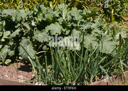 Garten Gemüsegarten Stockfoto