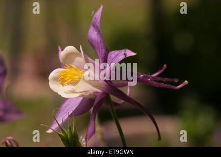 Lila und weißen Aquilegia umgangsprachlich Grannys Bonnet oder Columbine Stockfoto