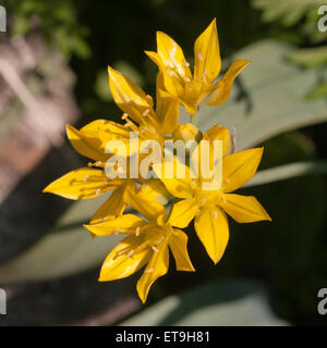 Gelbe Allium Moly auch bekannt als golden Knoblauch oder Lilie Lauch Stockfoto