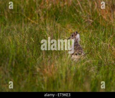 Northern Kiebitz Küken (Vanellus vanellus) versteckt sich in der moorlandschaft Gras Stockfoto