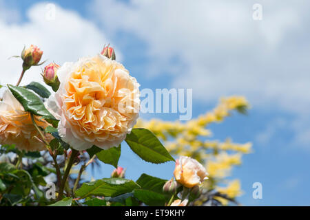 Rosa Kronprinzessin Margareta. Englische Klettern Rose gegen blauen Himmel Stockfoto