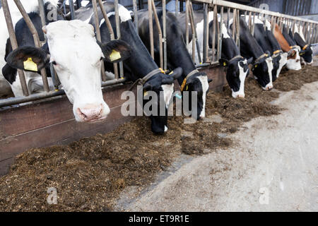 lange Reihe stecken ihre Köpfe aus Bars Stall füttern Kühe Stockfoto