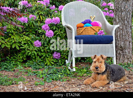 Welsh Terrier in Rhododendron-Garten mit Garn Korb auf einem Korb-Schaukelstuhl. Stockfoto