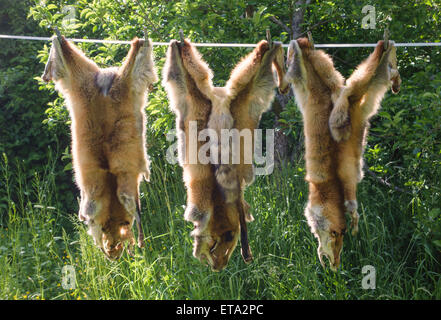 Ausgehärtete Fuchs Pelz hing auf einer Linie in die Luft, UK Stockfoto