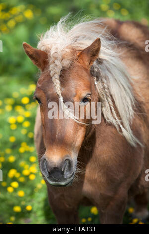 kleine braune Pony mit Zöpfen in Frühlingswiese mit Blumen yeoolw Stockfoto