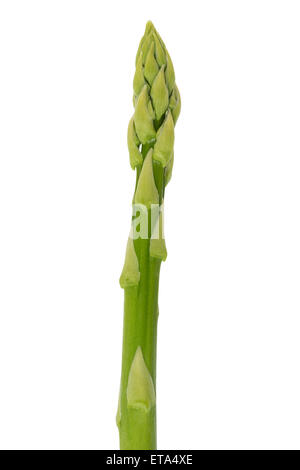 Einzelne Stängel frischer grüner Spargel, isoliert auf weiss Stockfoto