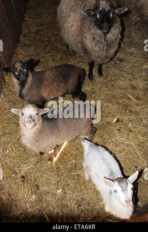 Schaf stehend im Stall innerhalb Viehhütte Stockfoto