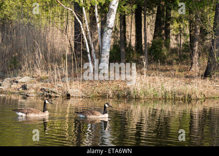 Ein paar Kanadagans (Branta Canadensis) schwimmen in der Nähe der Küste auf einem plätschernden Teich im Frühjahr.  Text-Raum im rechten Fenster. Stockfoto