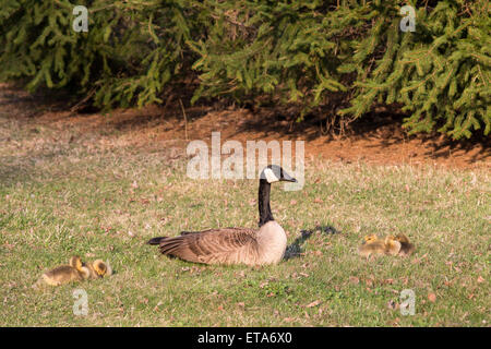 A Mutter Kanadische Gans (Branta Canadensis) mit ihrem Baby Gänsel sitzen. Stockfoto
