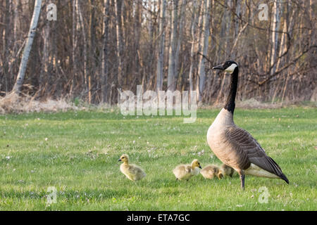 Eine Erwachsene Kanadische Gans (Branta Canadensis) Wache über ihre Gänsel als eines der Gänse Baby imitiert seine Mutter darstellen. Stockfoto