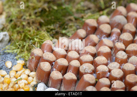 Schöne Komposition mit Naturmaterial, wie Nüssen, Walnüsse, Tannenzapfen, Weintrauben, Haselnüsse und Mais Stockfoto