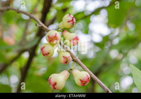 Rose-Äpfel oder Chomphu auf Baum im Obstgarten Stockfoto