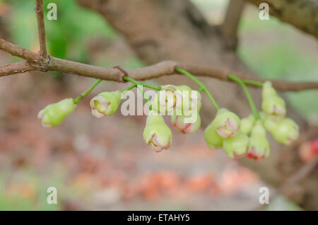Rose-Äpfel oder Chomphu auf Baum im Obstgarten Stockfoto