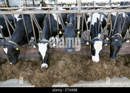 schwarze und weiße Kühe halten ihre Köpfe durch stabile Gitterstäbe zu essen Stockfoto