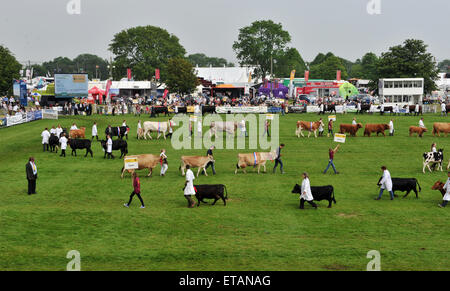 Ardingly Sussex UK 12. Juni 2015 - die Vieh-Parade auf der South of England Show in Ardingly heute dieses Jahre Thema ist The Next Generation für Ernährung und Landwirtschaft Credit: Simon Dack/Alamy Live News Stockfoto