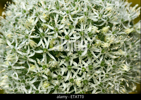 Große weiße Blume Allium "Everest" ein Garten Lampe ornamental, Berkshire, Juni Stockfoto