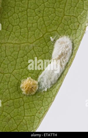 Kissen-Schildlaus, Pulvinaria Floccifera, Eiablage auf der Unterseite von einem ornamentalen Garten Rhododendron Blatt Stockfoto