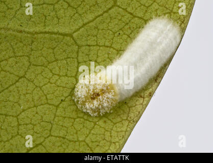 Kissen-Schildlaus, Pulvinaria Floccifera, Eiablage auf der Unterseite von einem ornamentalen Garten Rhododendron Blatt Stockfoto