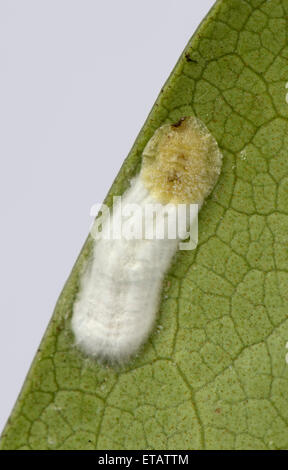 Kissen-Schildlaus, Pulvinaria Floccifera, Eiablage auf der Unterseite von einem ornamentalen Garten Rhododendron Blatt Stockfoto