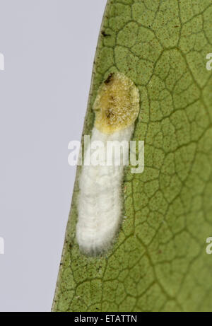 Kissen-Schildlaus, Pulvinaria Floccifera, Eiablage auf der Unterseite von einem ornamentalen Garten Rhododendron Blatt Stockfoto