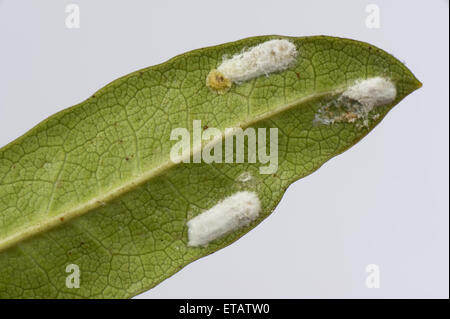 Kissen-Schildlaus, Pulvinaria Floccifera, Eiablage auf der Unterseite von einem ornamentalen Garten Rhododendron Blatt Stockfoto