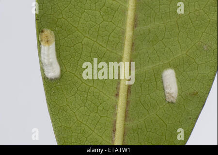 Kissen-Schildlaus, Pulvinaria Floccifera, Eiablage auf der Unterseite von einem ornamentalen Garten Rhododendron Blatt Stockfoto