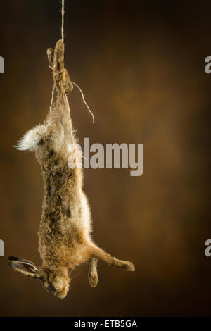 Toten Hasen hängen an einem Seil in einem Altmeister-Jagd-Stillleben Stockfoto