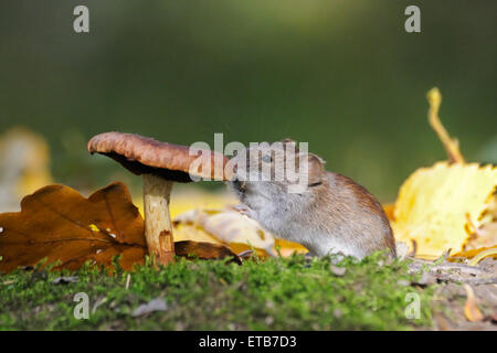 Holz-Maus frisst Pilz Stockfoto