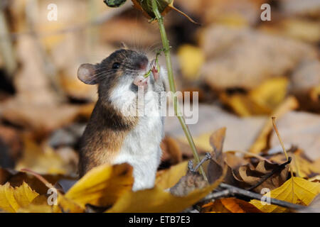 Gestreifte Feldmaus frisst Röhricht-Pflanzensamen Stockfoto