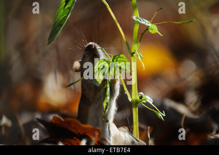 Gestreifte Feldmaus frisst Röhricht-Pflanzensamen Stockfoto