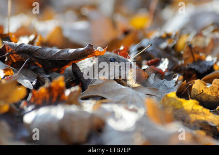 Gestreifte Feldmaus unter trockenen Blättern, die im Gegensatz zu Blitz Stockfoto