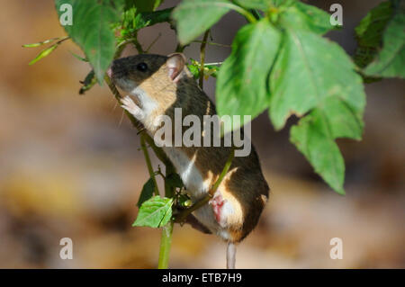 Gestreifte Feldmaus auf Röhricht-Pflanze Stockfoto
