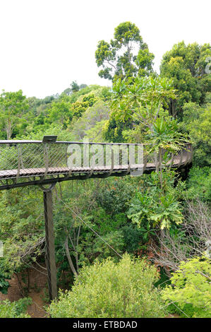 Kirstenbosch Centenary Tree Canopy Walkway genannt Boomslang (Baum-Schlange), bei 130 Metern wie eine Schlange 12 Meter abov Stockfoto