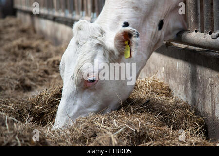 weiße Spitze Kuh frisst Heu im Stall Stockfoto