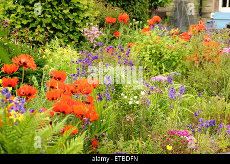 Eine Cottage-Garten-Grenze unterbrochen von Orientalischer Mohn, Aquilegias und Farn gedeiht im Peak District, Derbyshire UK Stockfoto