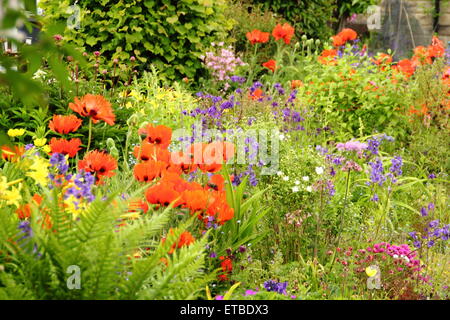 Einem englischen Cottage Garten Grenze unterbrochen von Orientalischer Mohn, Aquilegias und Farne an einem warmen sonnigen Tag, England UK - Juni Stockfoto