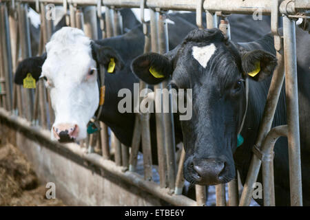 zwei schwarze und weiße Kühe Aussehen durch Gitterstäbe in niederländischen Stall Stockfoto