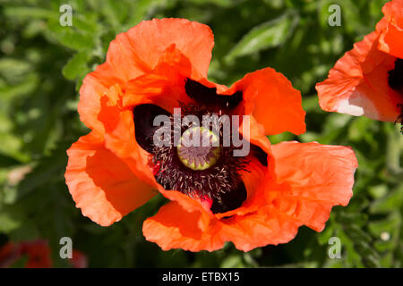 Rote orange Mohnköpfen öffnen in der Sommersonne Stockfoto