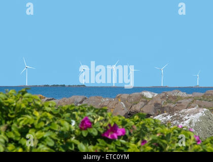 Windenergieanlagen mit Wildrosen, klaren, blauen Himmel und das Meer. Stockfoto