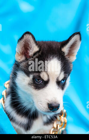 Alaskan Husky Welpen tragen Schmuck Porträts Stockfoto