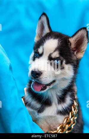 Alaskan Husky Welpen tragen Schmuck Porträts Stockfoto