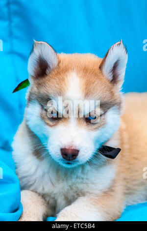 Alaskan Husky Welpen tragen Schmuck Porträts Stockfoto