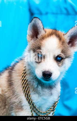 Alaskan Husky Welpen tragen Schmuck Porträts Stockfoto