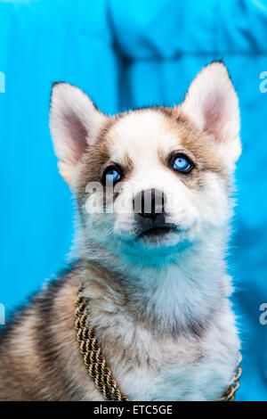 Alaskan Husky Welpen tragen Schmuck Porträts Stockfoto