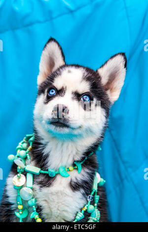 Alaskan Husky Welpen tragen Schmuck Porträts Stockfoto